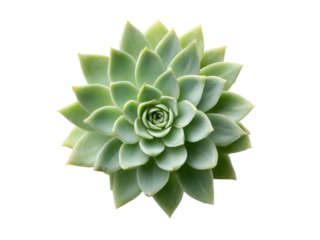 Echeveria succulent plant isolated on black background, Isolated On White Background, Png Transparent