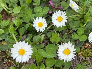 daisy, field, ground, Gänseblümchen, Tausendschön, Bellis perennis, Massliebchen, Monatsröserl,...