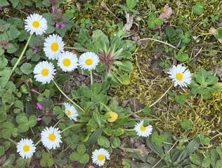 daisy, field, ground, Gänseblümchen, Tausendschön, Bellis perennis, Massliebchen, Monatsröserl,...