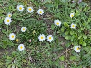 daisy, field, ground, Gänseblümchen, Tausendschön, Bellis perennis, Massliebchen, Monatsröserl,...