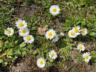 daisy, field, ground, G&auml;nsebl&uuml;mchen, Tausendsch&ouml;n, Bellis perennis, Massliebchen, Monatsr&ouml;serl, Margarite, Korbbl&uuml;tler, Asteraceae, Astereae, Bellis, gras, meadow, camomile, Margritli, G&auml;nsebl&uuml;mchen