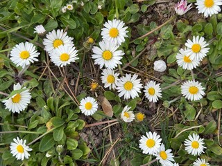 daisy, field, ground, Gänseblümchen, Tausendschön, Bellis perennis, Massliebchen, Monatsröserl,...