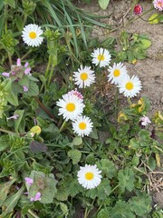 daisy, field, ground, Gänseblümchen, Tausendschön, Bellis perennis, Massliebchen, Monatsröserl,...