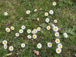 daisy, field, ground, Gänseblümchen, Tausendschön, Bellis perennis, Massliebchen, Monatsröserl,...