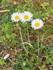 daisy, field, ground, Gänseblümchen, Tausendschön, Bellis perennis, Massliebchen, Monatsröserl,...