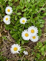 daisy, field, ground, Gänseblümchen, Tausendschön, Bellis perennis, Massliebchen, Monatsröserl,...