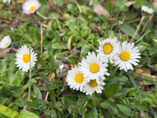 daisy, field, ground, Gänseblümchen, Tausendschön, Bellis perennis, Massliebchen, Monatsröserl,...