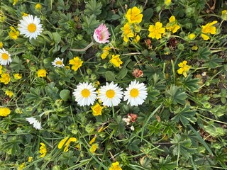 daisy, field, ground, Gänseblümchen, Tausendschön, Bellis perennis, Massliebchen, Monatsröserl,...