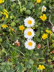 daisy, field, ground, Gänseblümchen, Tausendschön, Bellis perennis, Massliebchen, Monatsröserl,...