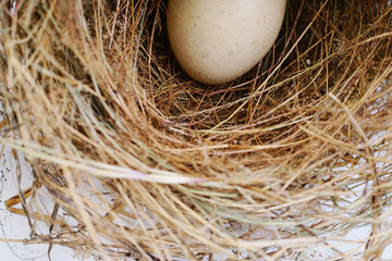 eggs in a nest isolated on a white background