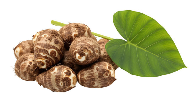 Fresh taro roots with green leaf on white background. Raw organic taro corms for cooking. Tropical eddoe vegetable pile, PNG format.