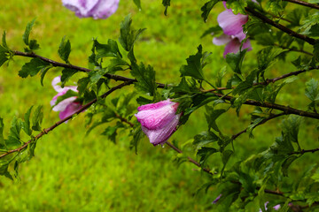 close-up of dewy purple hibiscus flower in bloom on rainy day