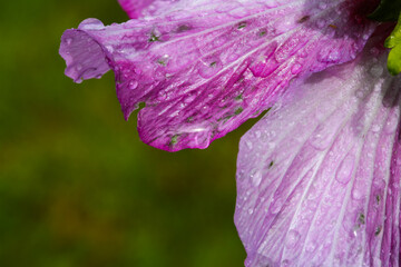 close-up of dewy purple hibiscus flower in bloom on rainy day