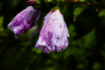 close-up of dewy purple hibiscus flower in bloom on rainy day