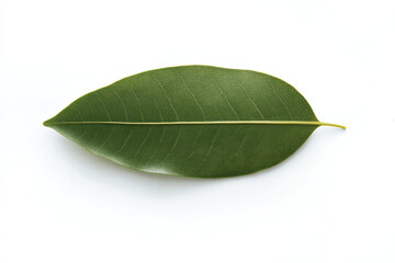 Obraz premium a leaf on a white surface with a white background