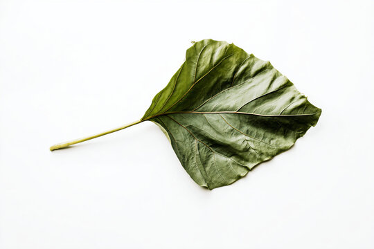 a leaf on a white surface with a white background