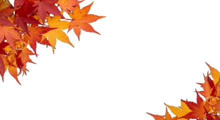 Vibrant autumn maple leaves frame design, capturing the warm hues of fall's natural beauty for seasonal projects and decorative elements.