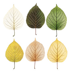 Obraz premium Vibrant Leaves in Autumn, Summer, and Tranquil Seasons