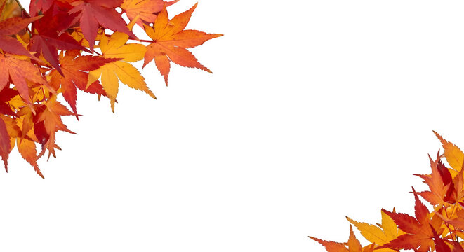 Vibrant autumn maple leaves frame design, capturing the warm hues of fall's natural beauty for seasonal projects and decorative elements.