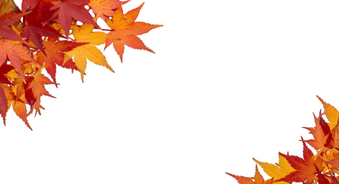 Vibrant autumn maple leaves frame design, capturing the warm hues of fall's natural beauty for seasonal projects and decorative elements.