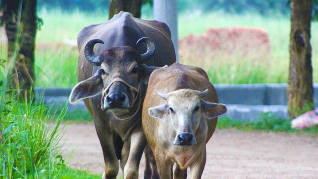 Domestic water buffalo with her baby