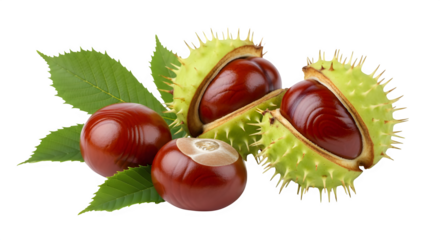 Discover the natural beauty of autumn with fresh horse chestnuts and vibrant green leaves, perfect for seasonal decor and nature projects.