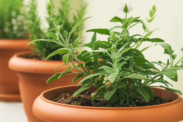 Herbs grow in decorative pots for easy kitchen access and sustainable cooking needs