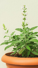 Growing sage herbs in orange pot for sustainable cooking and eco-friendly practices at home