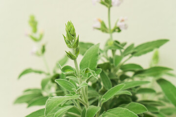 Fresh sage herbs growing in pots for culinary use in a sustainable kitchen garden setup
