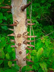 "A tree with a trunk covered with long, sharp thorns that protect itself from animals and disturbances in the lush forest."