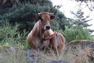 maman vache et son veau de dos