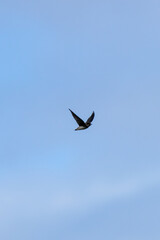 House Martin (Delichon urbicum) — Dublin, Republic of Ireland