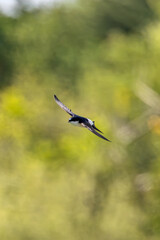House Martin (Delichon urbicum) — Dublin, Republic of Ireland