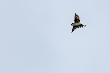 House Martin (Delichon urbicum) — Dublin, Republic of Ireland