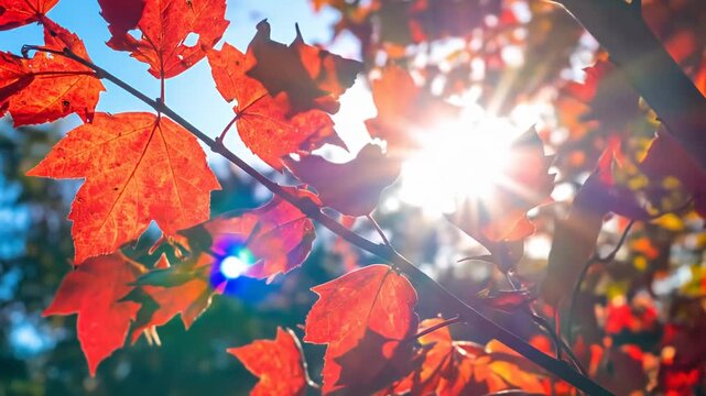 Vibrant red maple leaves glow with backlighting of the sun against a clear blue sky
