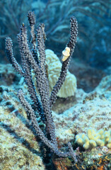 Photo sous-marine