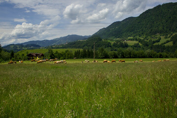 Austrian countryside: mountain landscape with cows, and Alps in the backdrop