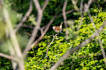 Common Nightingale (Luscinia?megarhynchos) – Madrid, Spain – Eurasian breeding range