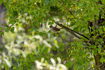 Common Nightingale (Luscinia?megarhynchos) – Madrid, Spain – Eurasian breeding range