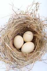 eggs in a nest isolated on a white background