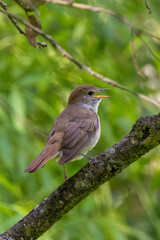 Common Nightingale (Luscinia?megarhynchos) – Madrid, Spain – Eurasian breeding range
