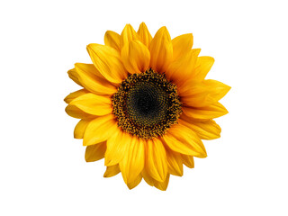 Vibrant yellow sunflower isolated on black background, Isolated On White Background, Png Transparent