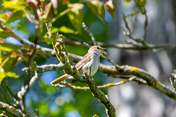 Common Nightingale (Luscinia?megarhynchos) – Madrid, Spain – Eurasian breeding range