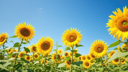 Fototapeta premium Golden Sunflowers Under a Clear Sky - Wide Open Space
