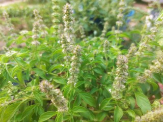 Basil plant that is blooming