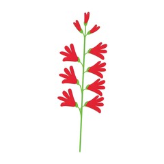 red flower isolated on white backgroundred flower isolated on white