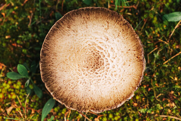 Top view of mushroom cap. Brown mushroom growing in forest moss. Wild edible fungi closeup. Natural texture and details of umbrella mushroom. Autumn harvest in woodland. Organic food from nature.