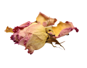 A dried rose with faded petals and intricate textures, showcasing its natural beauty and the passage of time.