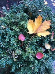 Falled bright yellow and red leaves lie on a green bush, autumn background