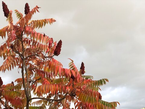 Branch of Staghorn Sumac tree with bright red leaves against autumn   sky with gray clouds